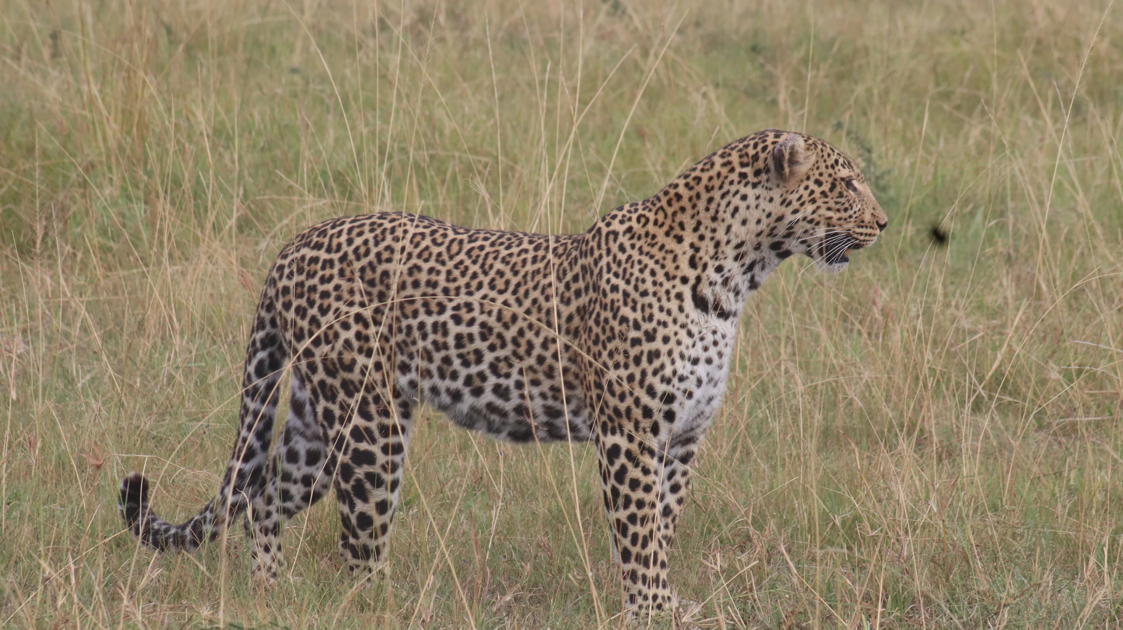 Big Five & Wildlife with Norine Forbes Safaris