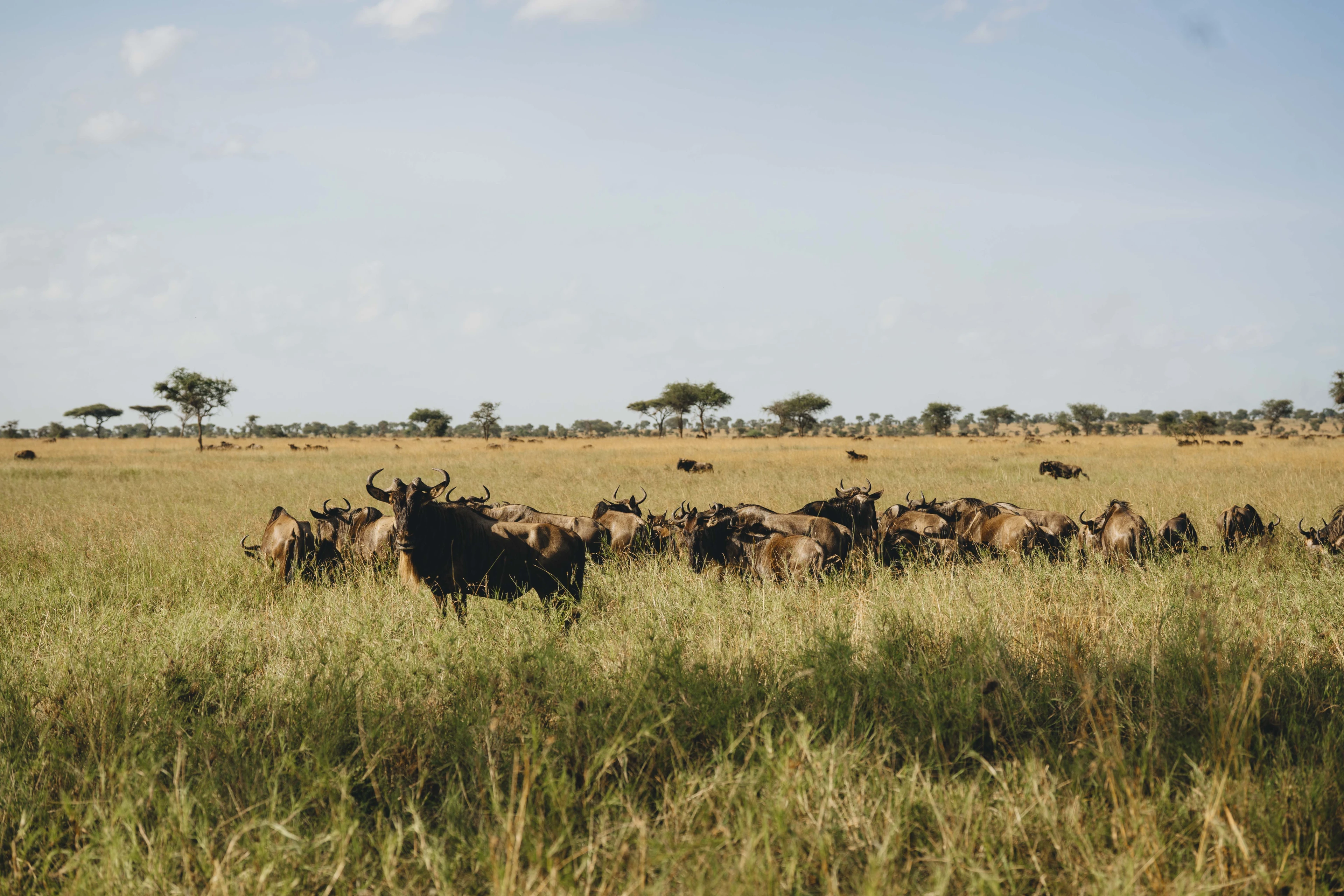 Great Migration with Norine Forbes Safaris