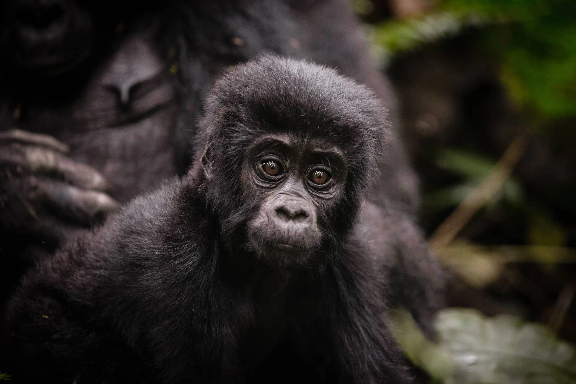 Gorillas & Primates with Norine Forbes Safaris