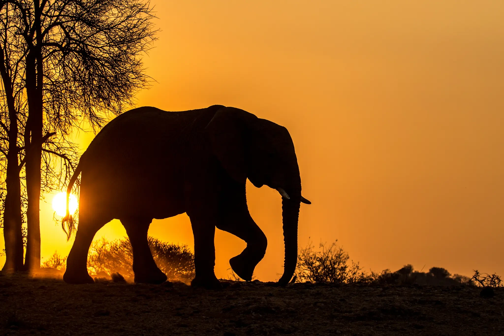 The East Africa Collection safari landscape