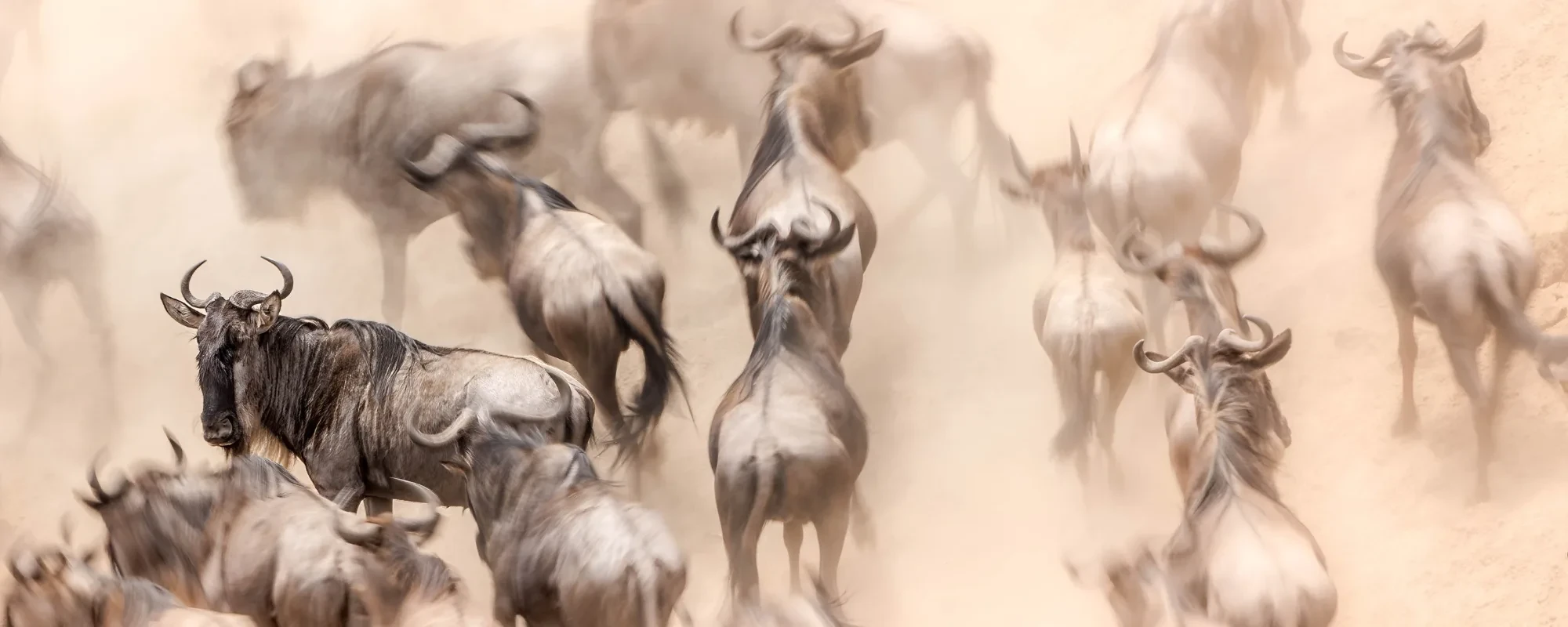 The Migration Collection safari landscape