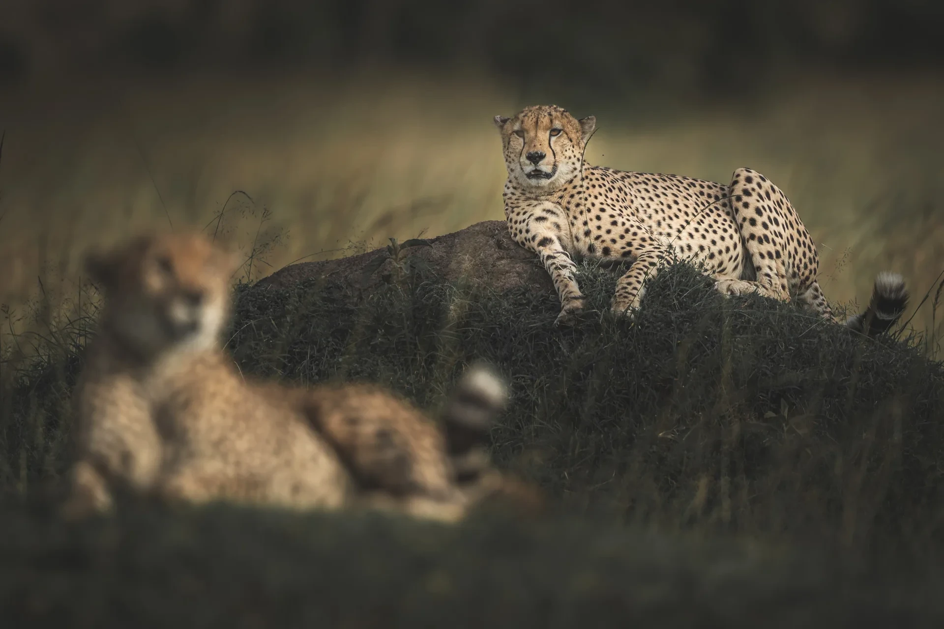 4 Days Tanzania Safari – Ngorongoro & Serengeti Experience