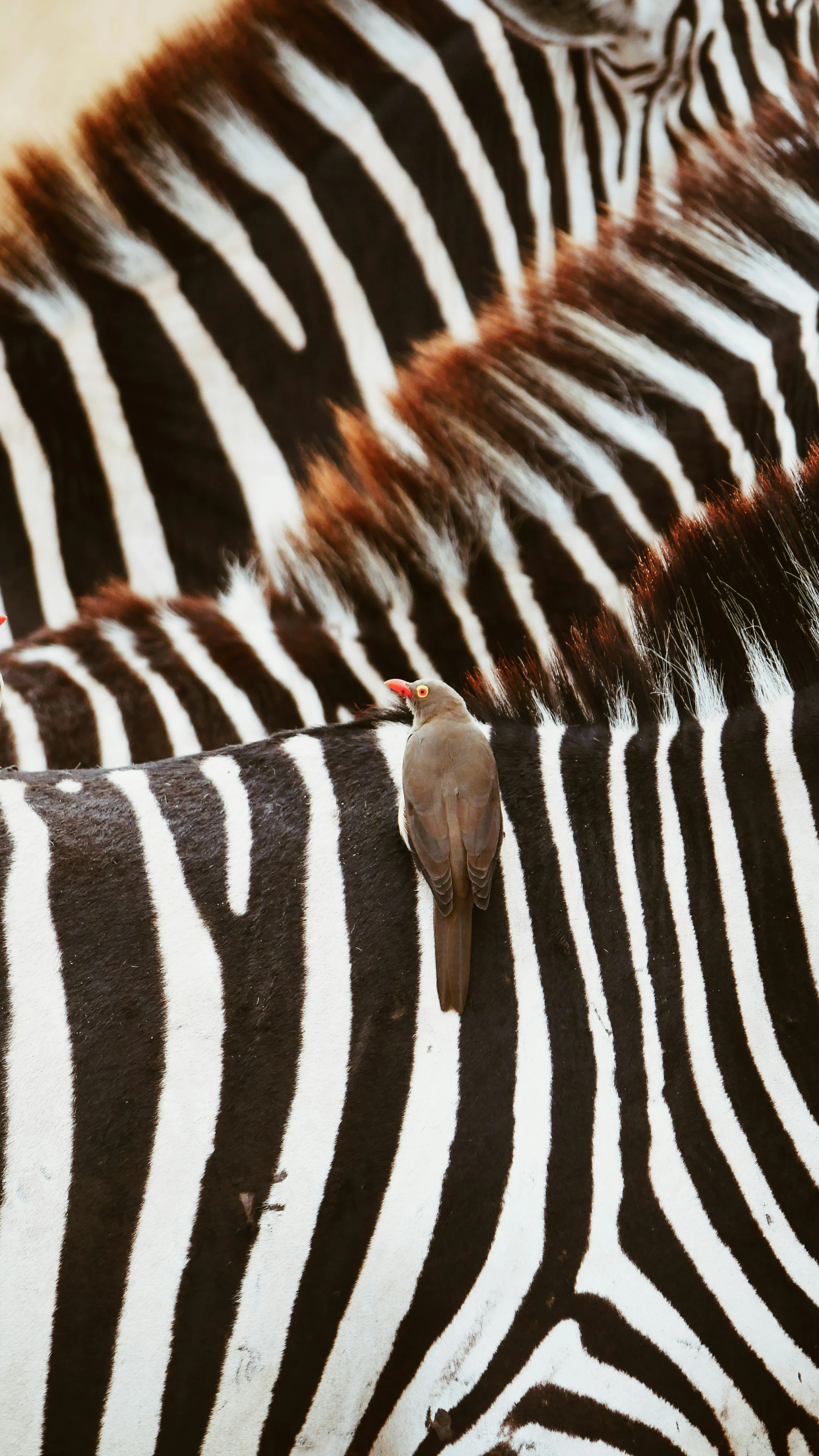 Kenia und Tansania Safari: Das Herz von Ostafrika