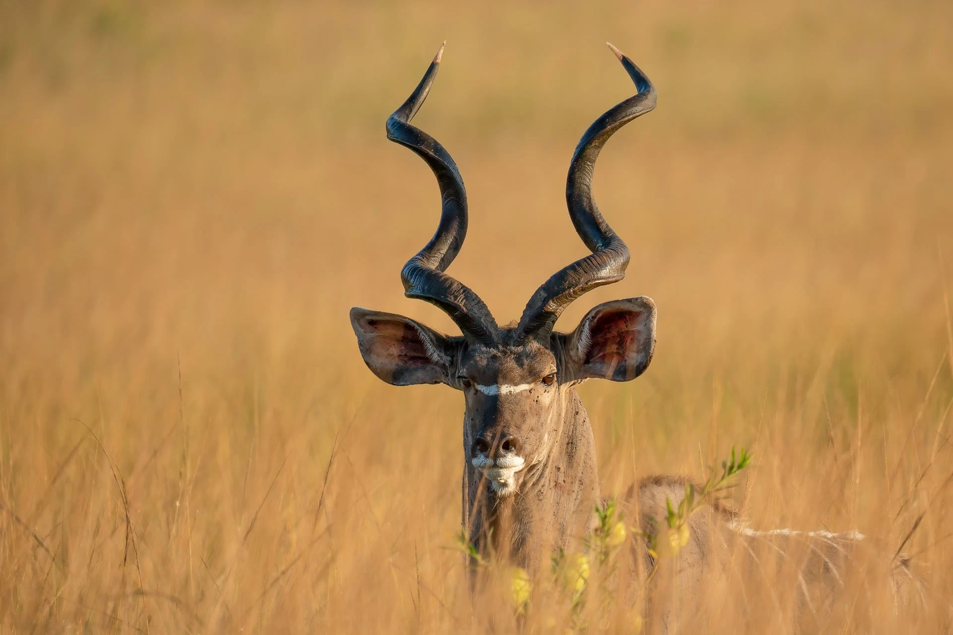 Kenia und Tansania Safari: 9-Tage Luxus-Kenia Abenteuer