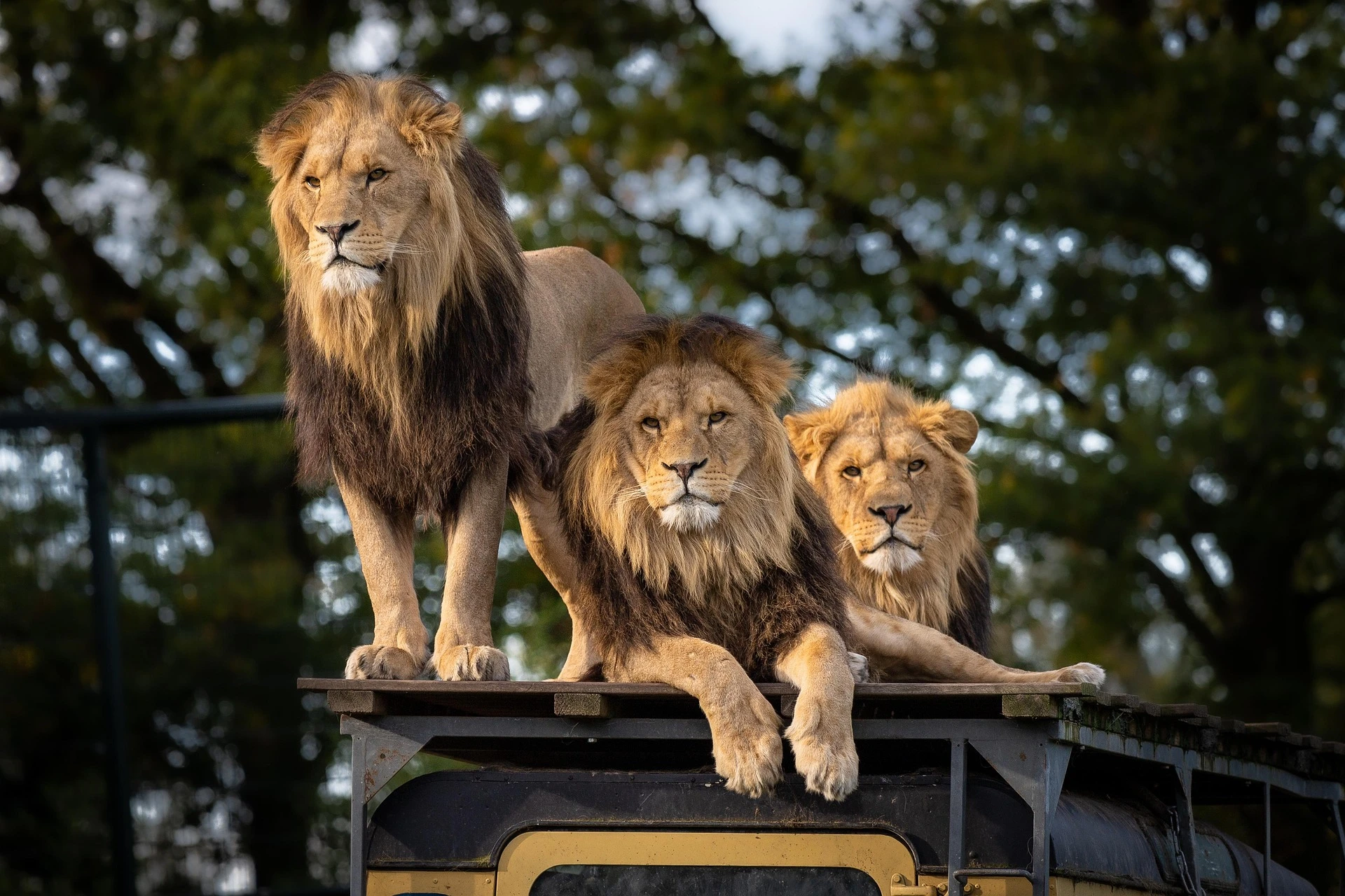 Ce qu'il faut attendre de votre premier safari en Tanzanie: un guide pratique