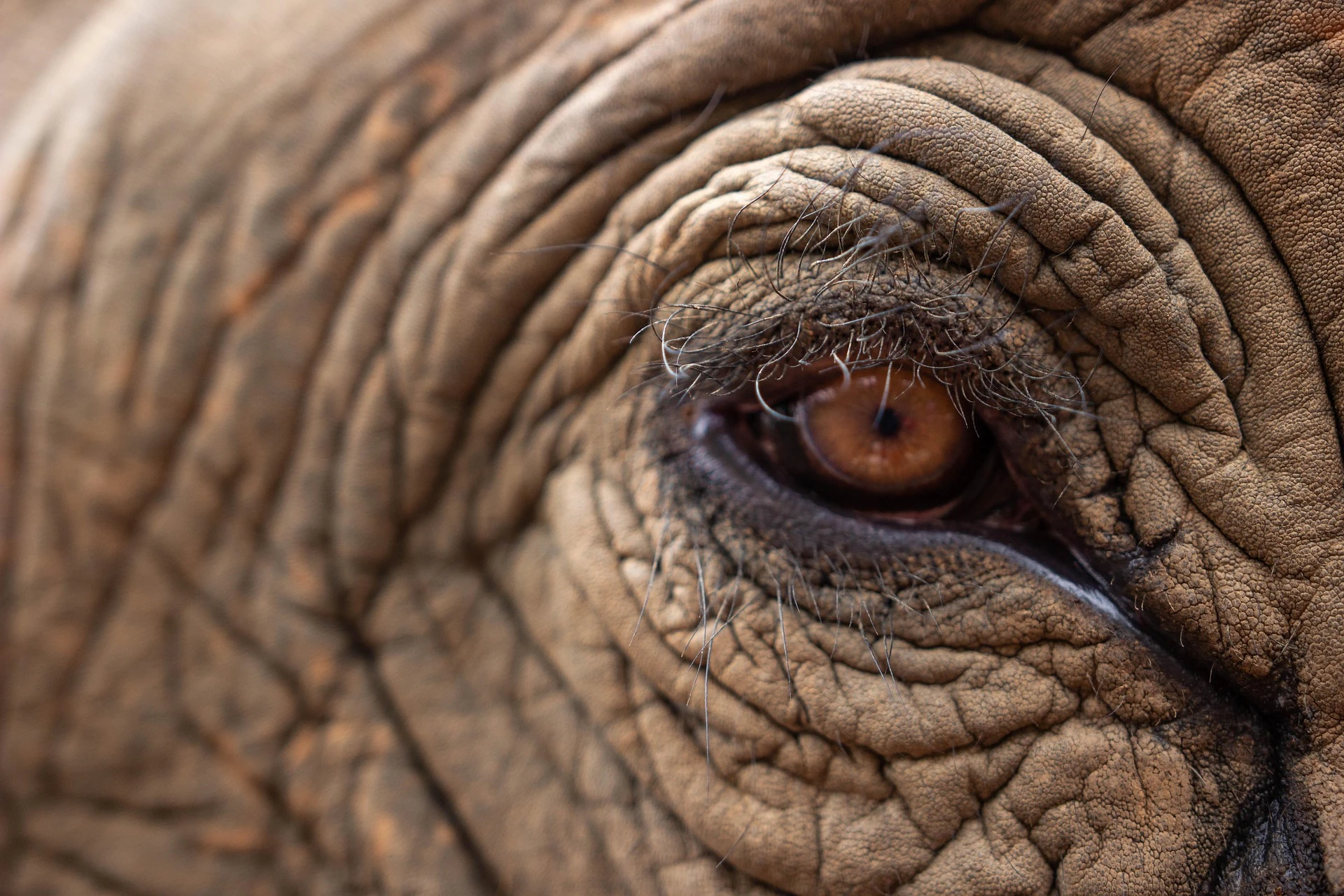 Ce qu'il faut savoir avant votre premier safari en Tanzanie