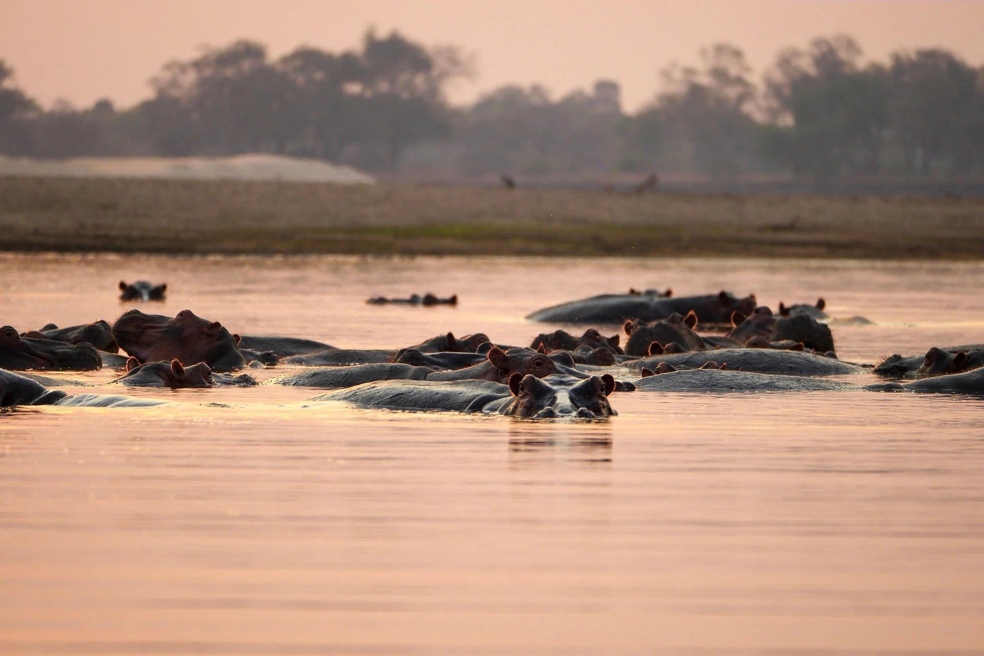 Les derni&egrave;res mises &agrave; jour Safari de la Tanzanie et les nouvelles de voyage cette saison