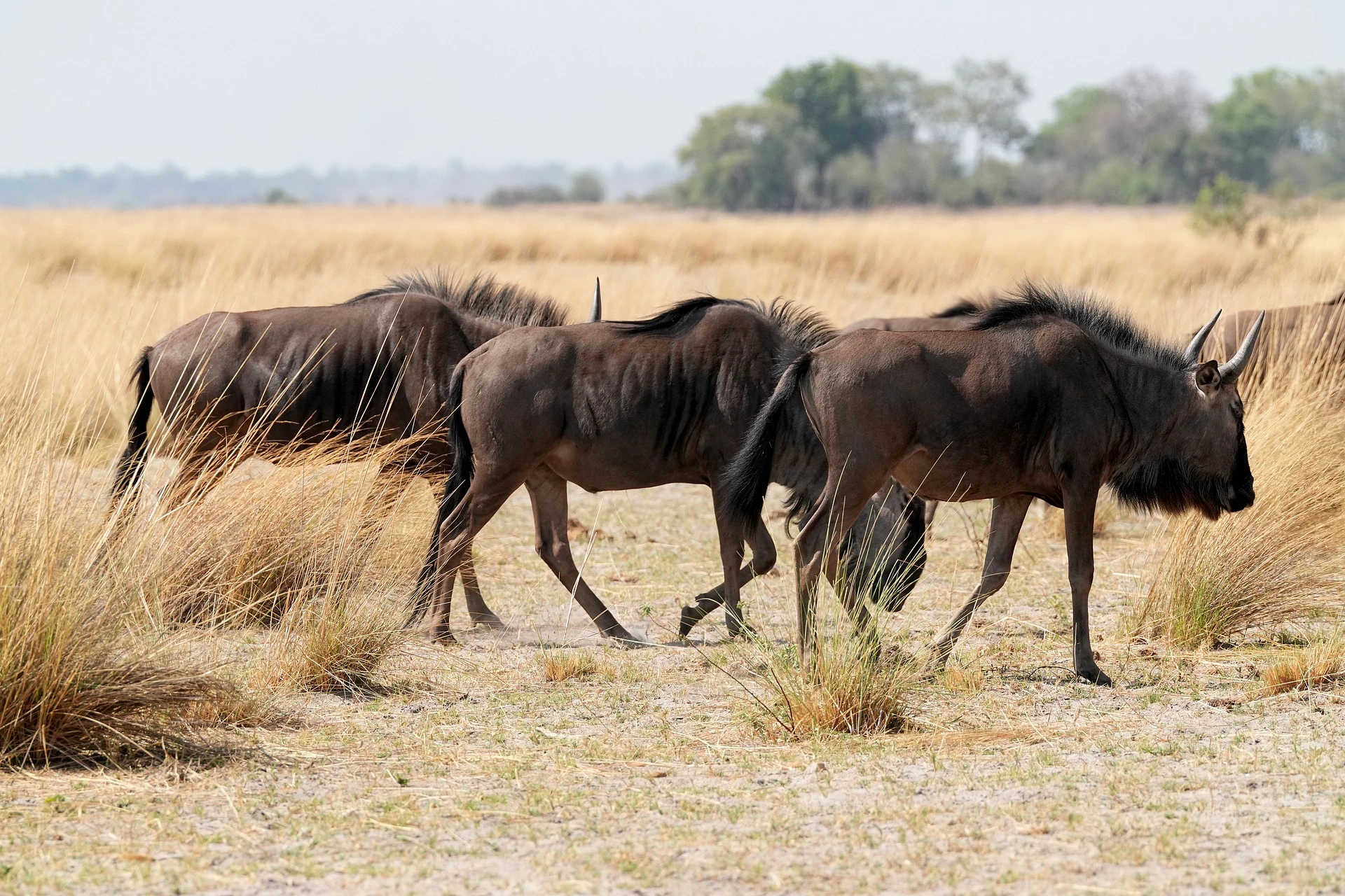 &bull; Big cats in the Maasai Mara, with resident lion prides, leopards and cheetahs across open plains.