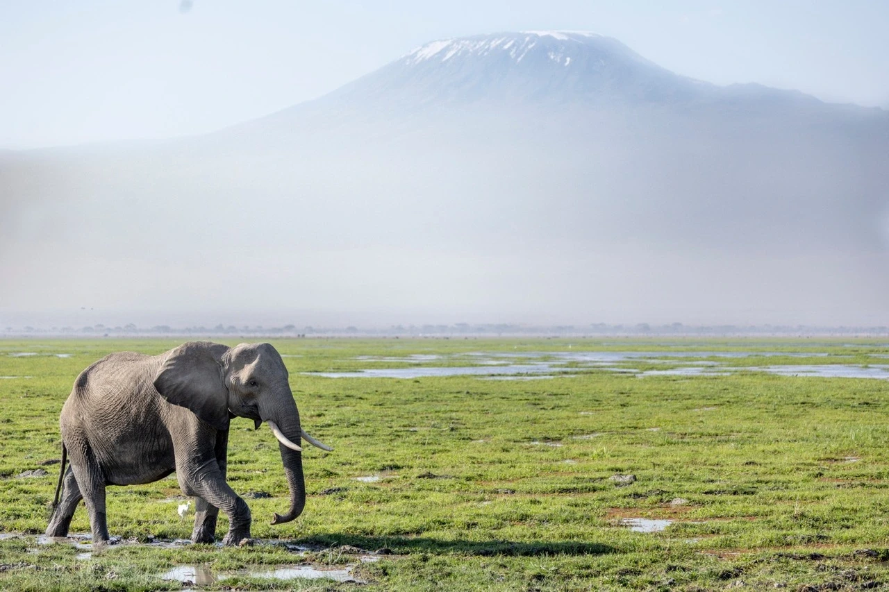 &bull; The Great Migration river crossings, typically between July and October, as vast herds of wildebeest and zebra cross the Mara River.