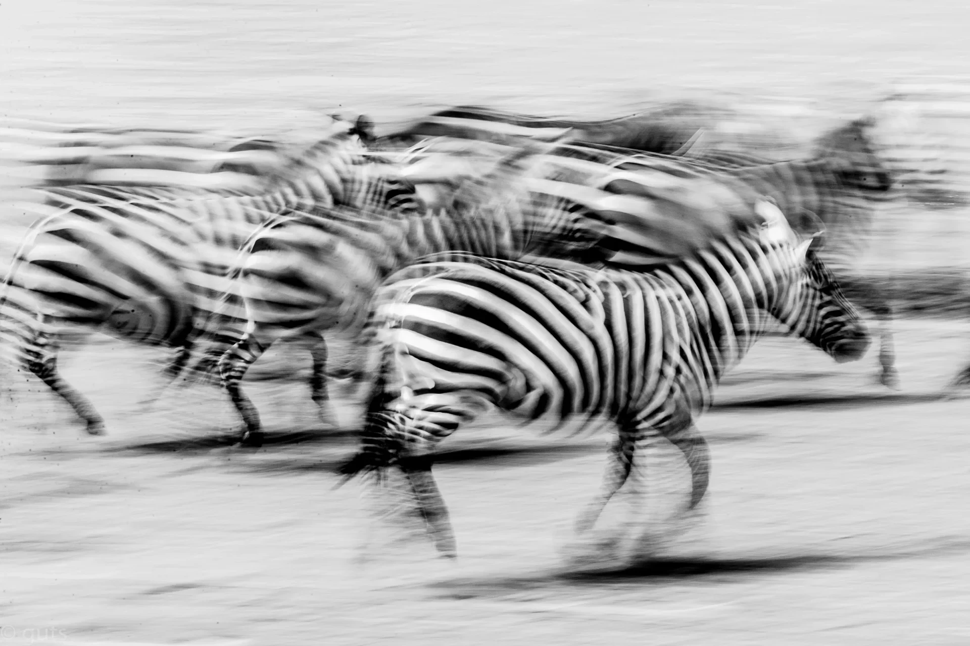 &bull; Elephant families set against the backdrop of Mount Kilimanjaro in Amboseli.