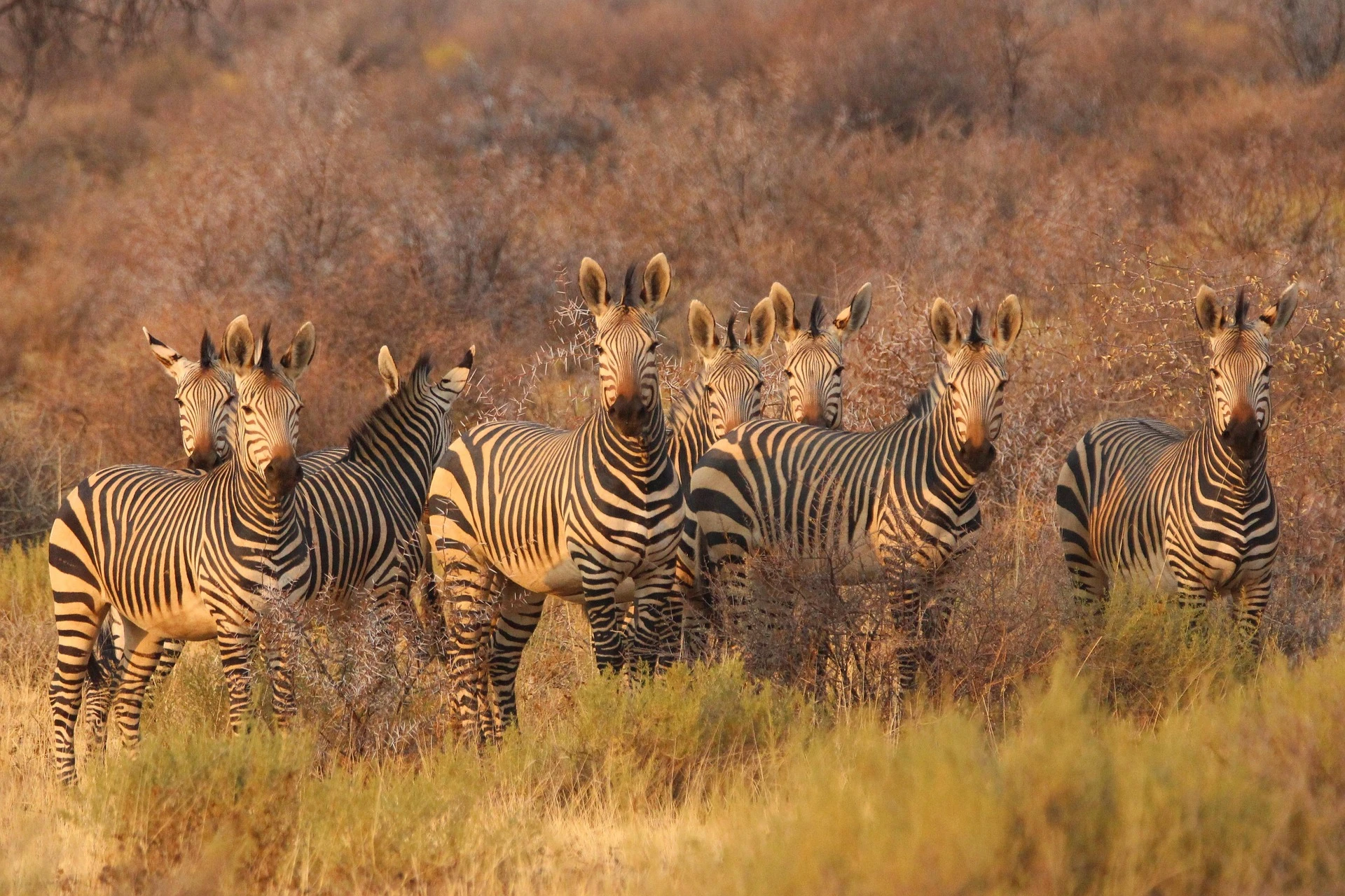 &bull; Private conservancies in Laikipia offering walking safaris, night drives and low visitor numbers.