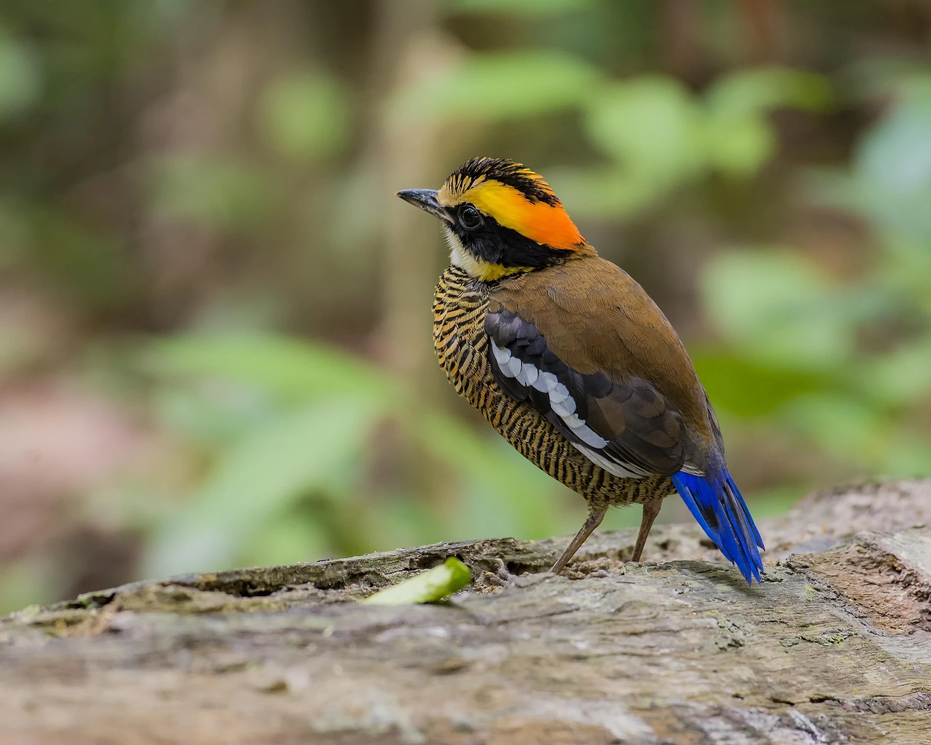 Ancient rainforest experiences