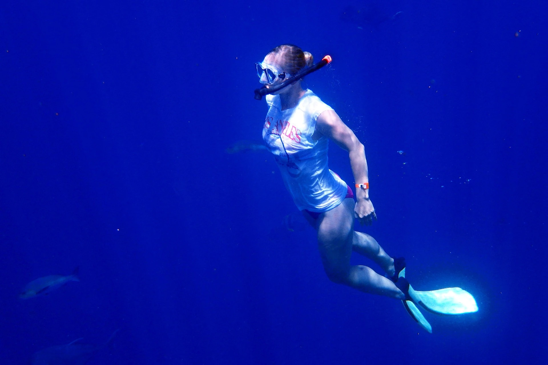 Dolphin cruises and water sports