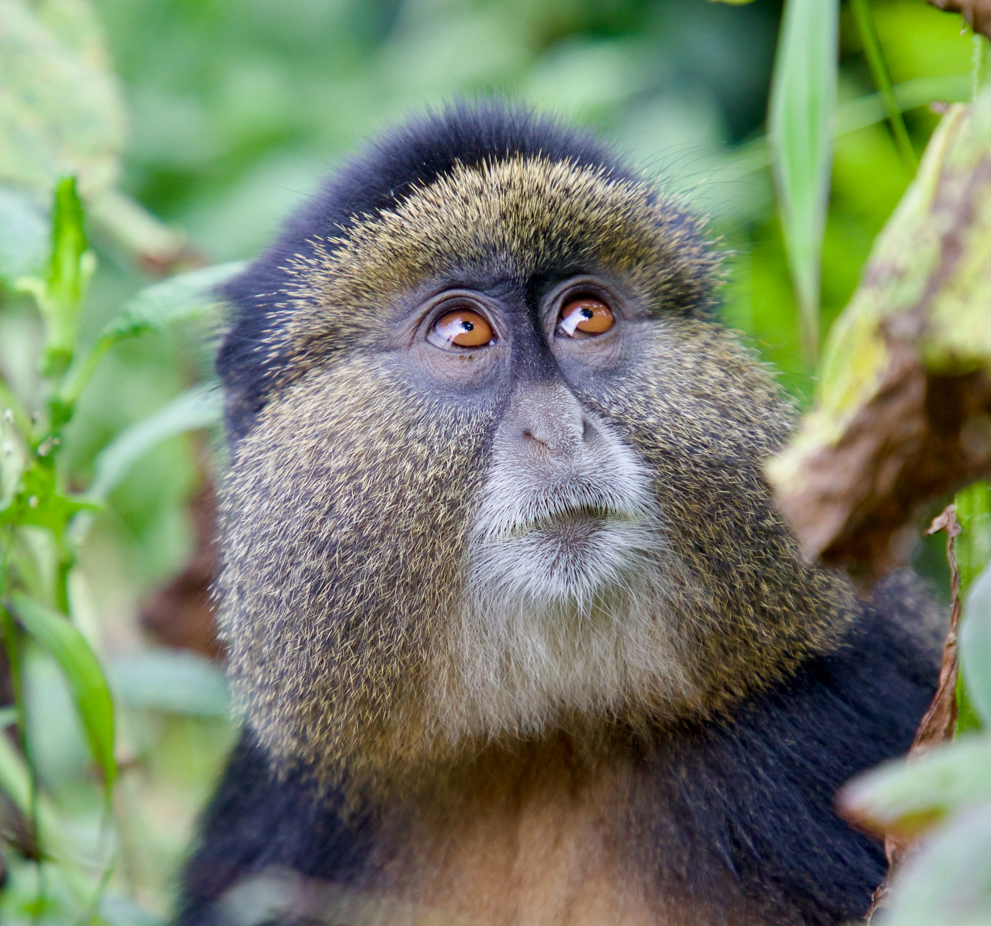 &bull; Golden monkey treks in the same volcanic range, offering lively encounters with a rare Albertine Rift endemic.