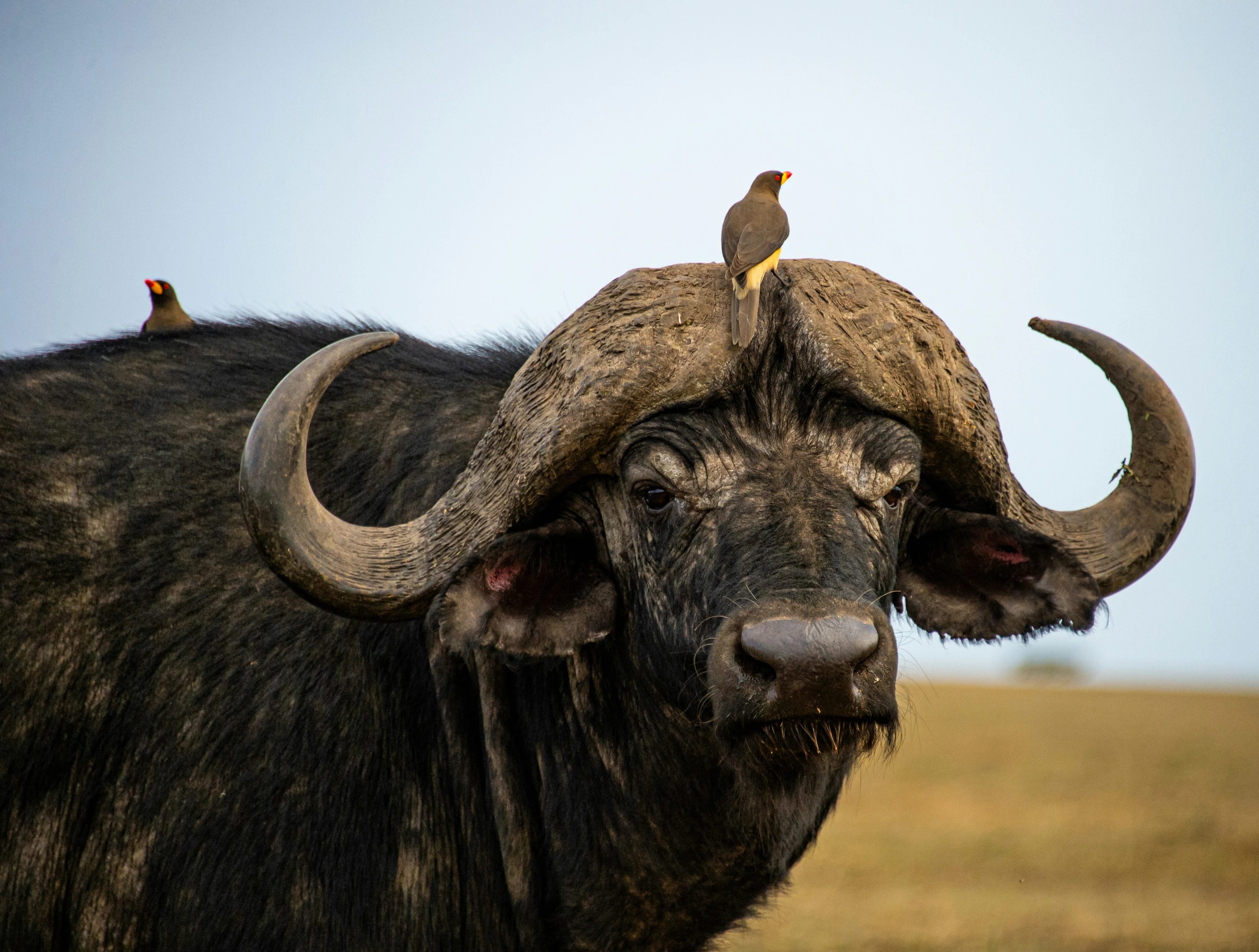 Ngorongoro Crater wildlife