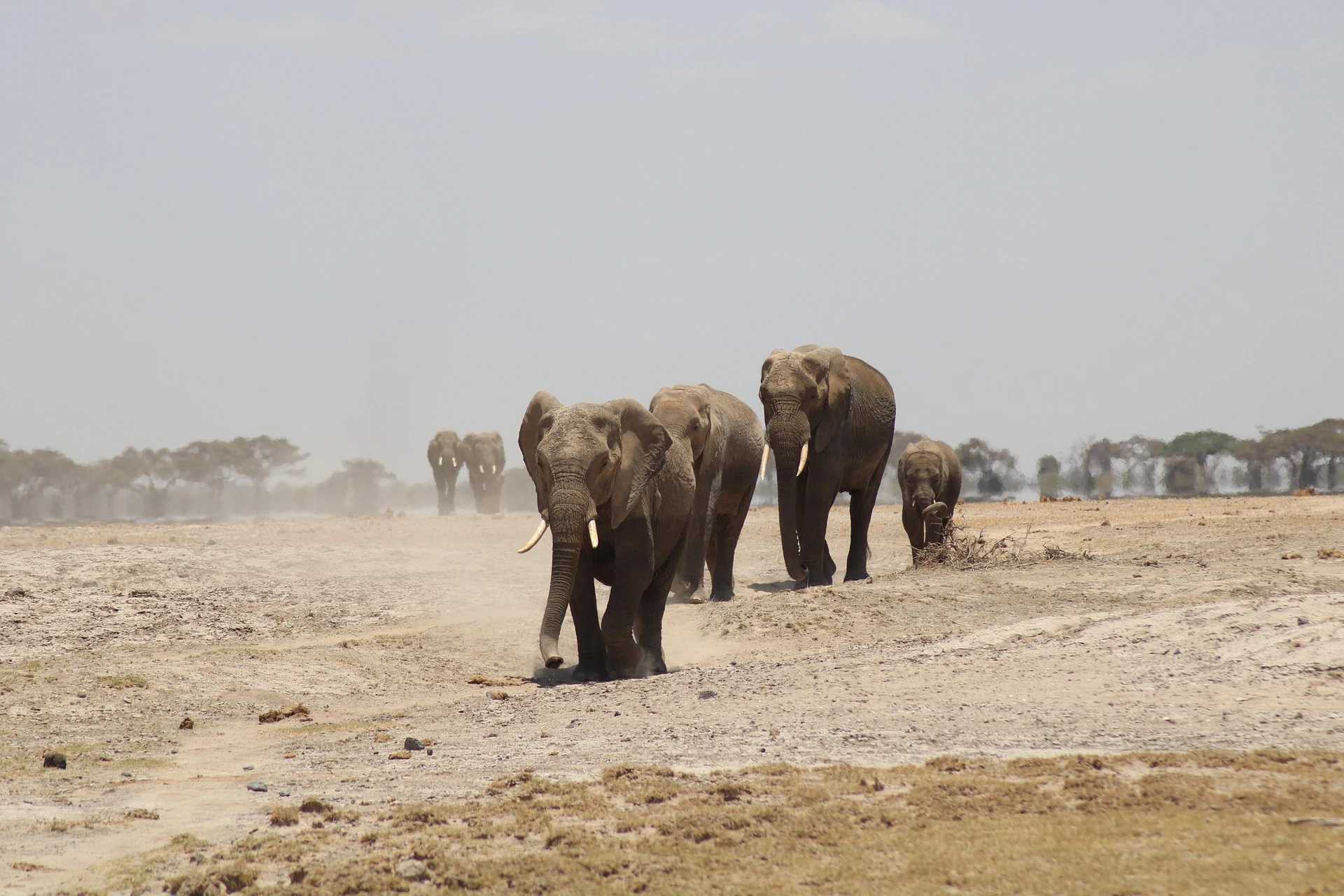 Tarangire elephants and baobabs