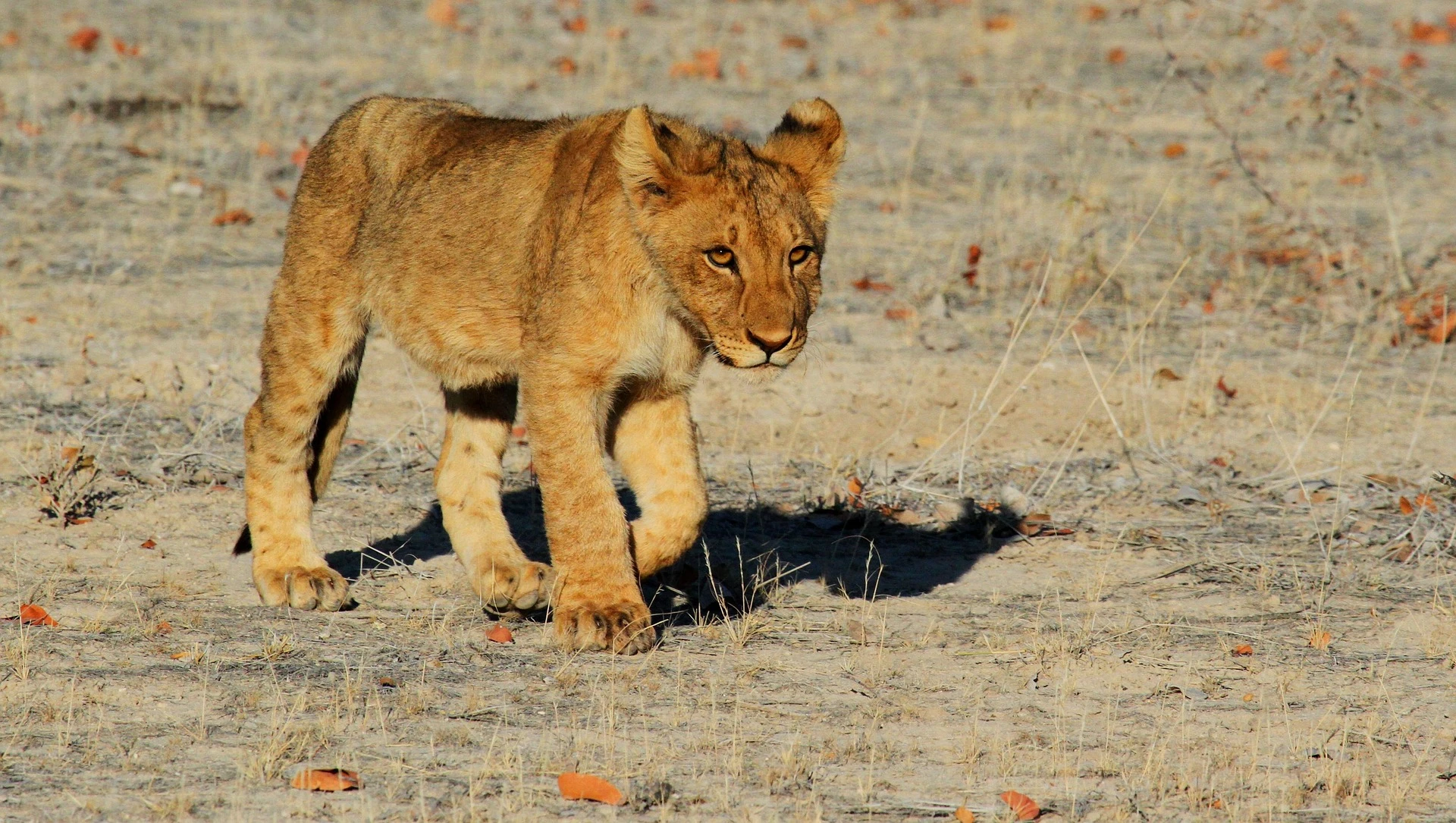 Remote Ruaha and Nyerere wilderness