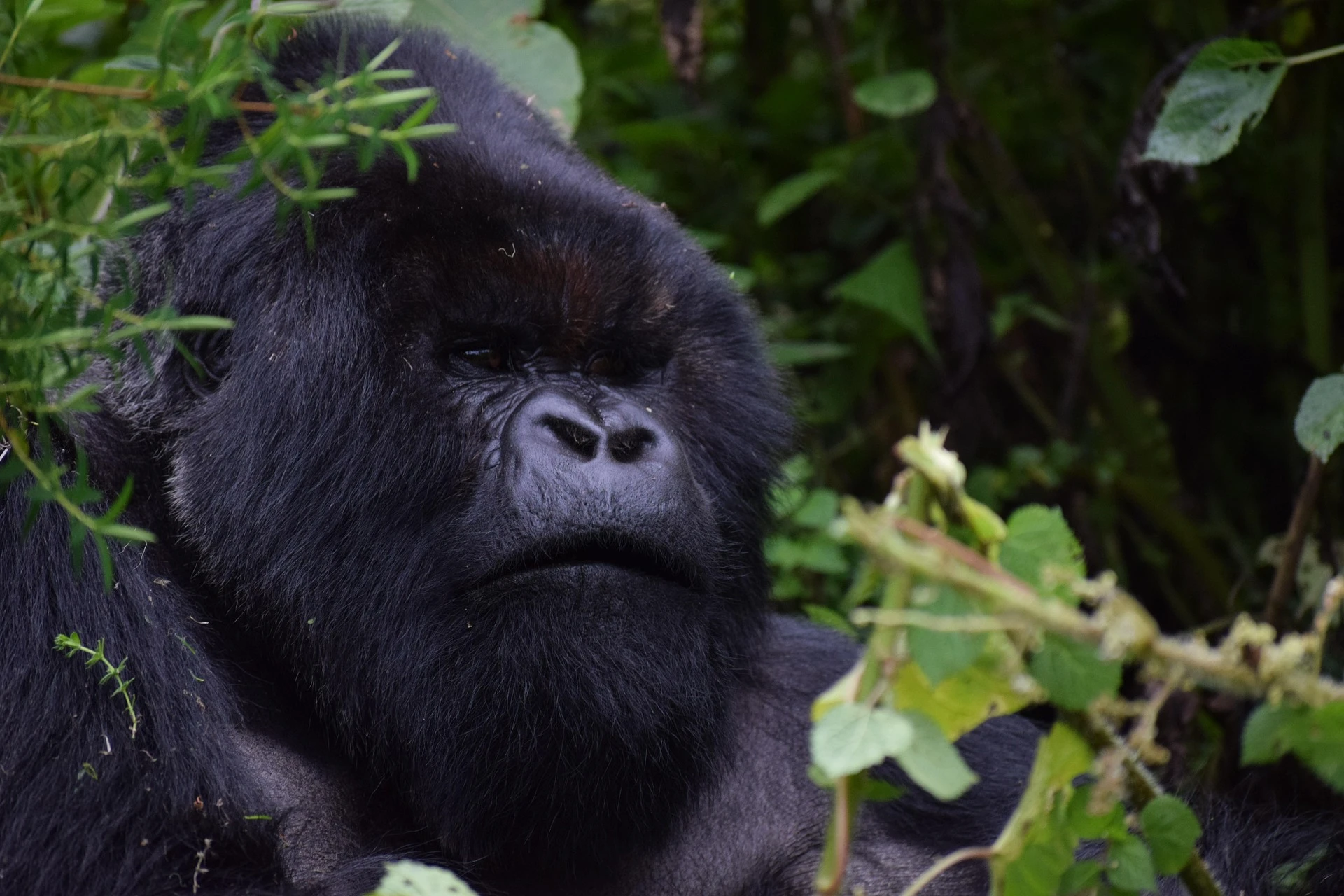 Trekking de gorilas de monta&ntilde;a en Bwindi