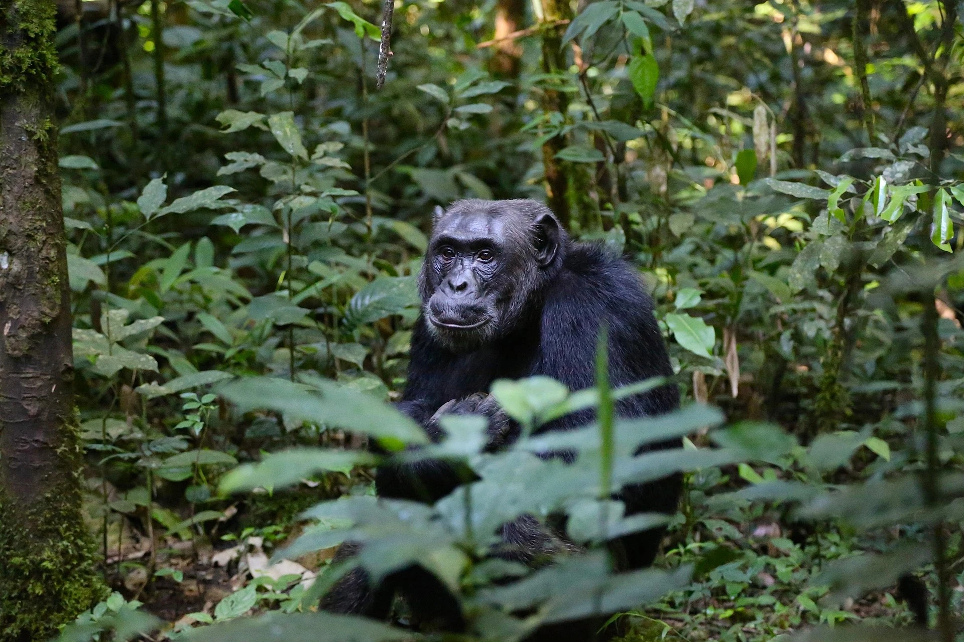 Chimpanc&eacute;s en el bosque de Kibale