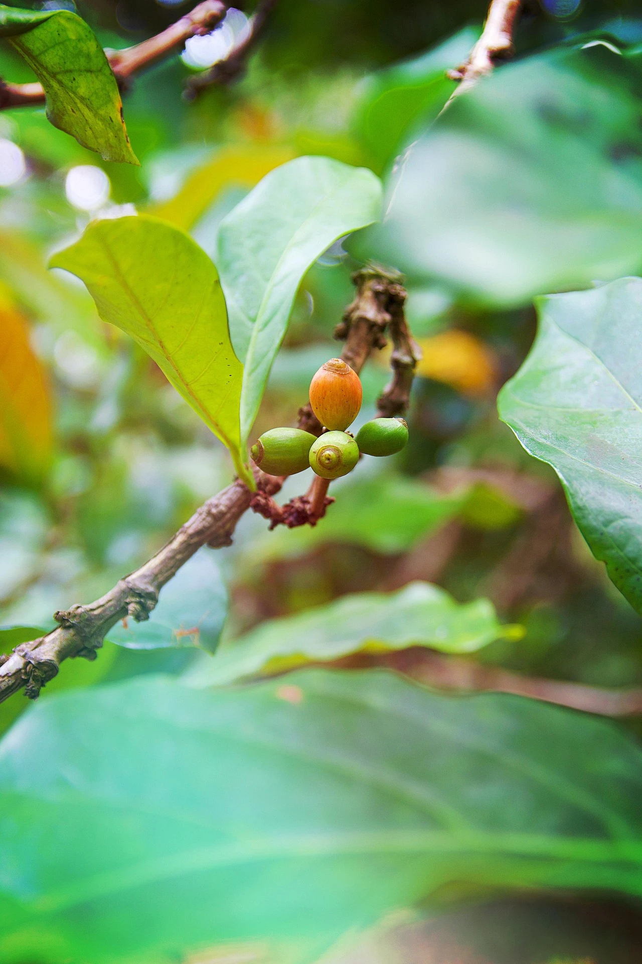 Spice farm and Swahili food experiences