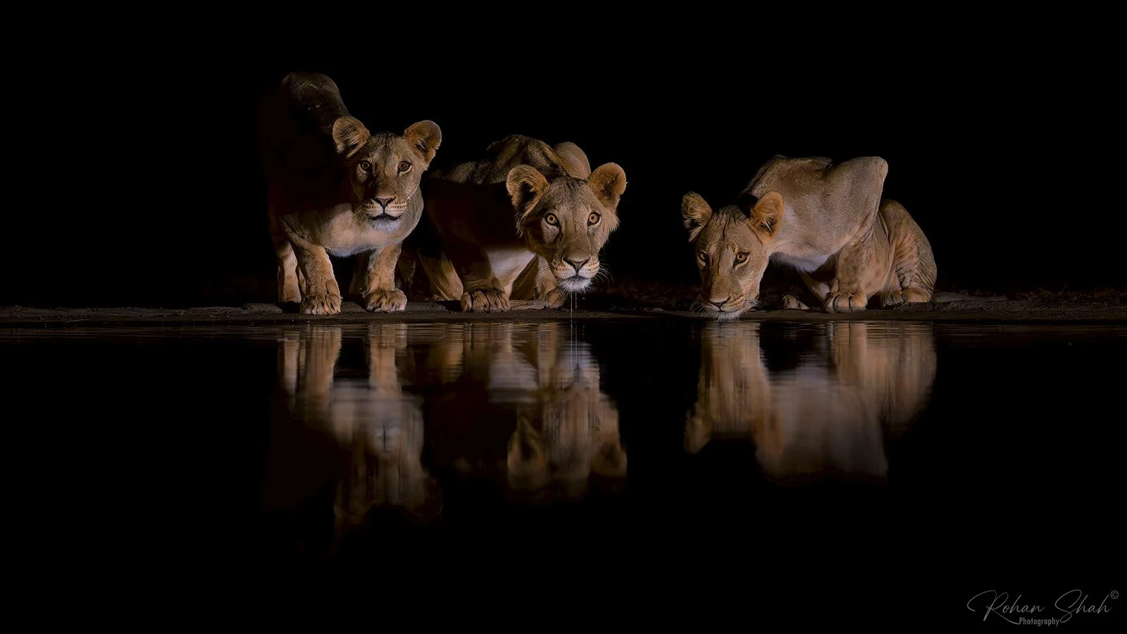 10 Day Kenya Wildlife Safari: Samburu, Maasai Mara & Lumo gallery image 3