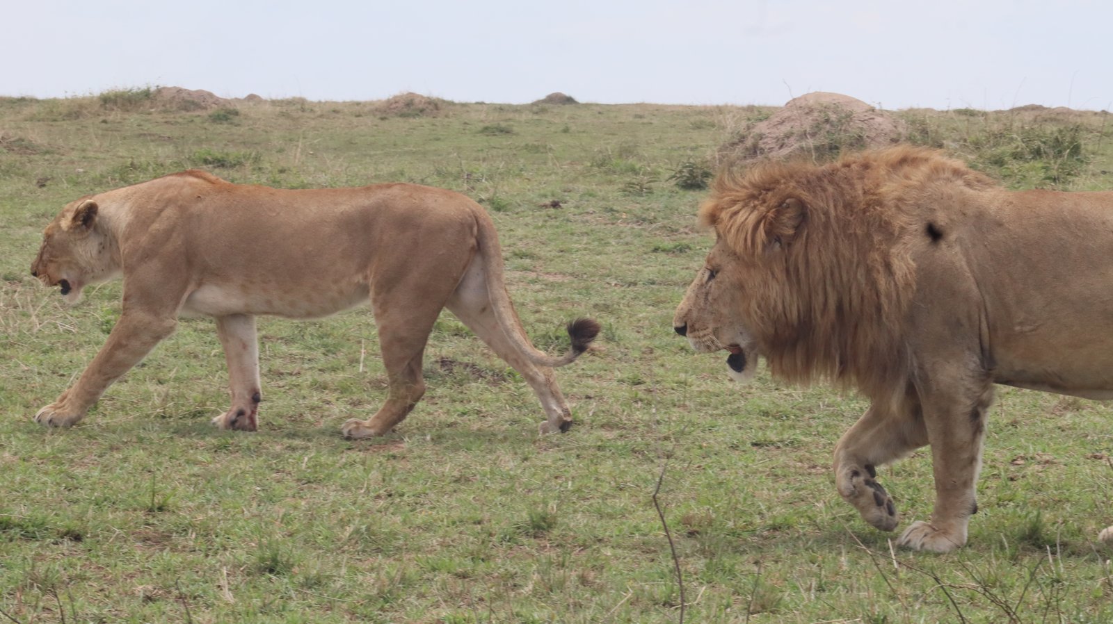 Le paysage du voyage en Afrique du Sud