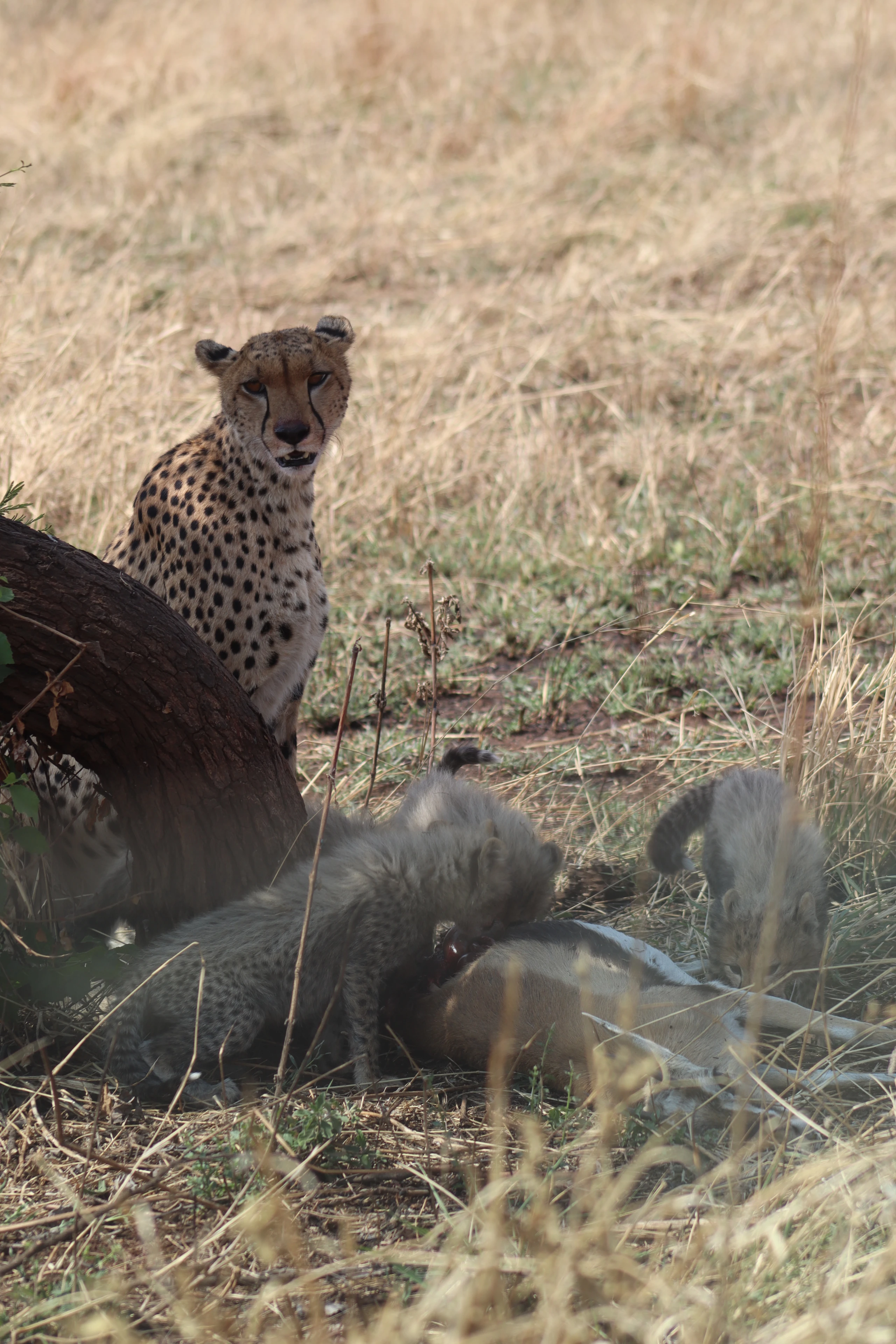 Rencontre avec un cheetah en safari