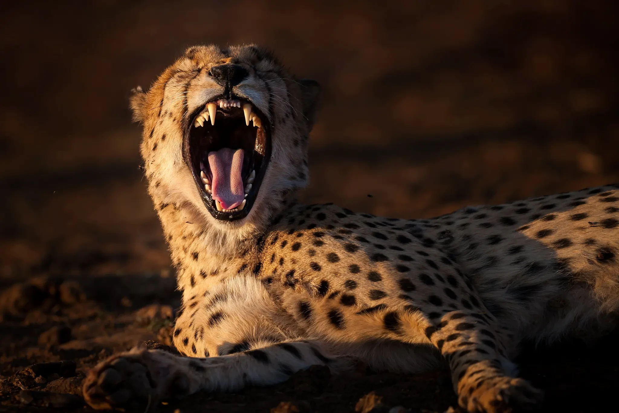 The Migration Collection · High-End safari landscape