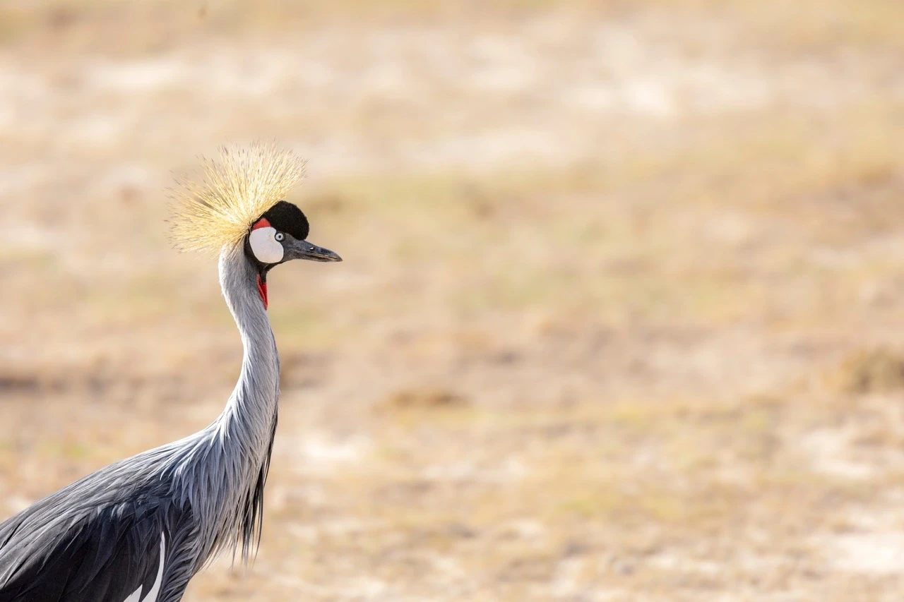Tanzanias Safari-Landschaft &ndash; Serengeti und Nationalparks