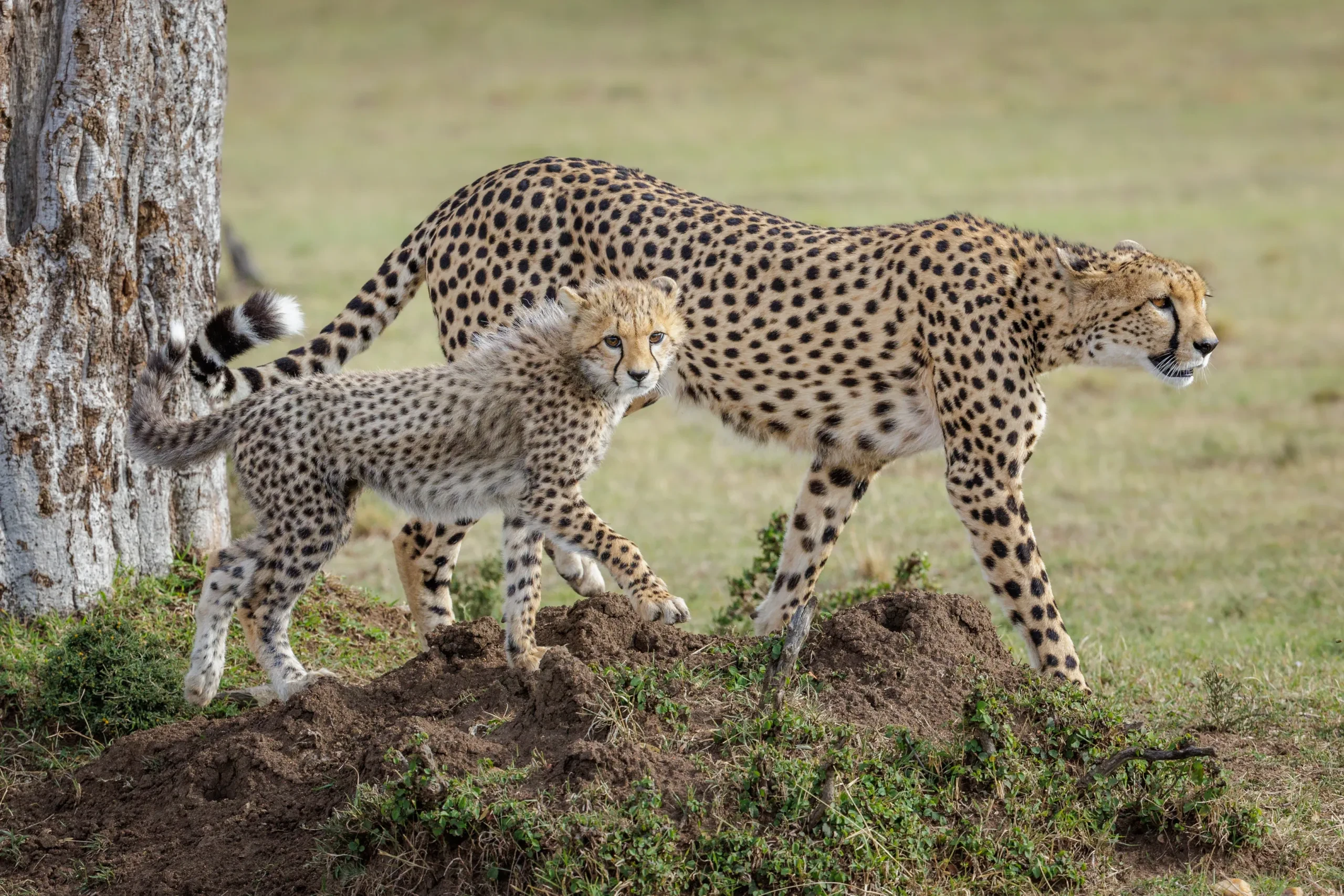 The Great Migration crossing the Serengeti plains