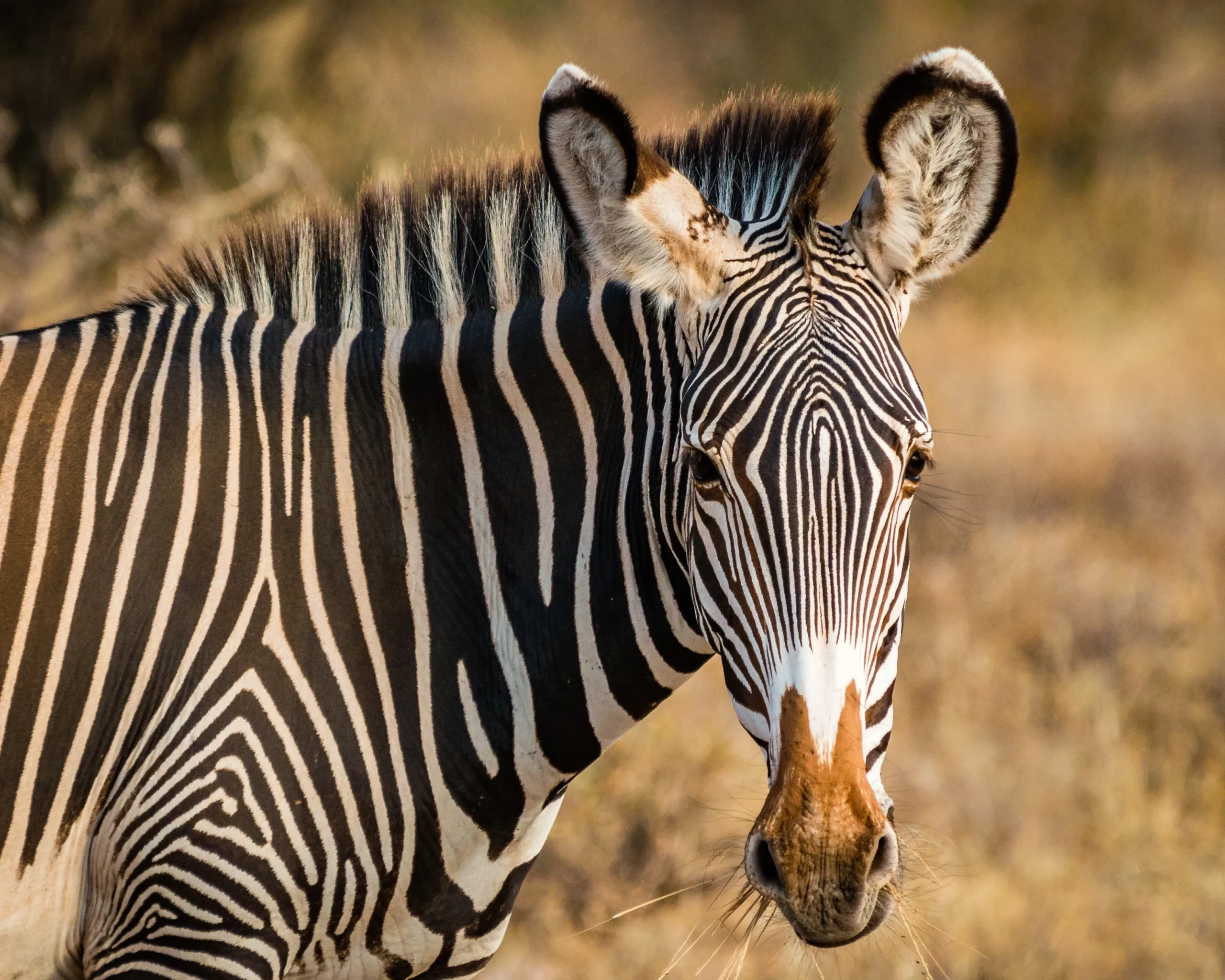 Wildebeest herds on the Serengeti plains