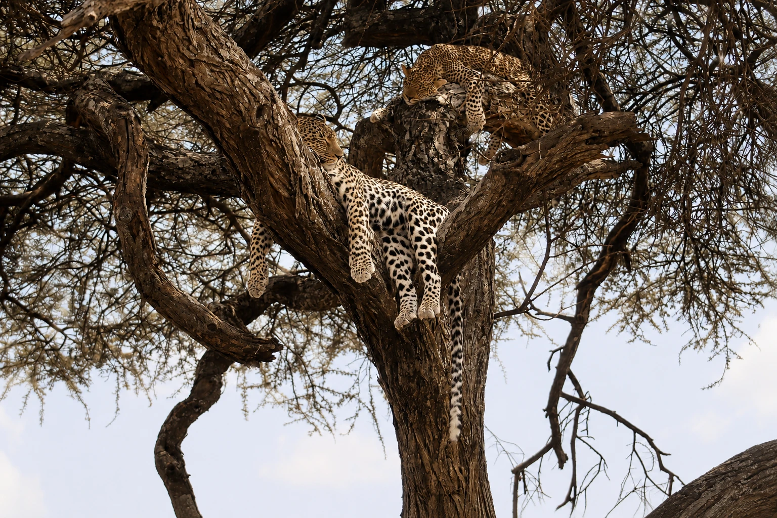 Afrikanische Landschaft