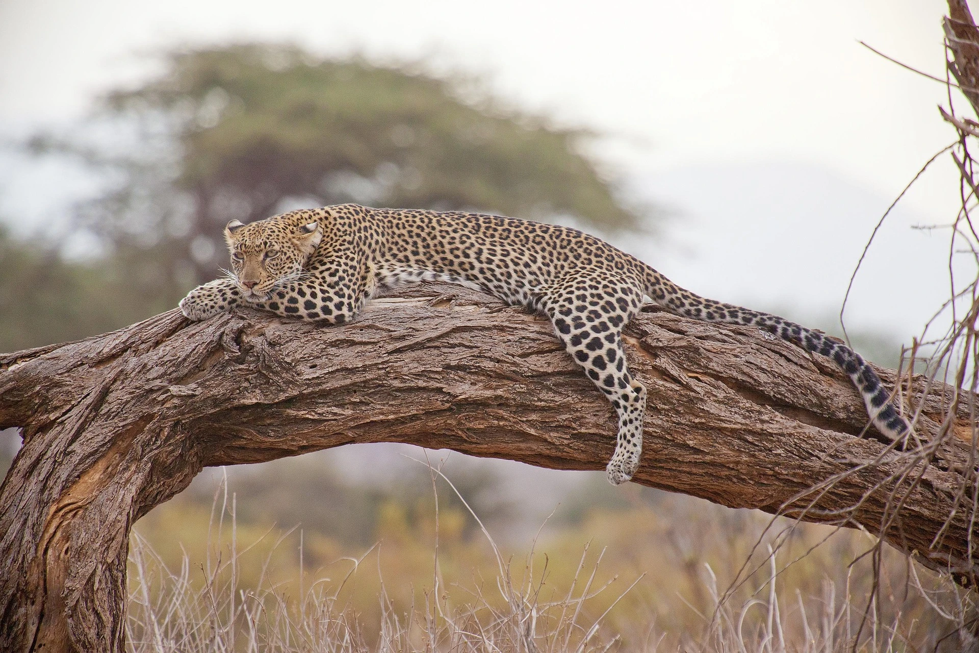 Tanzania safari landscape at golden hour