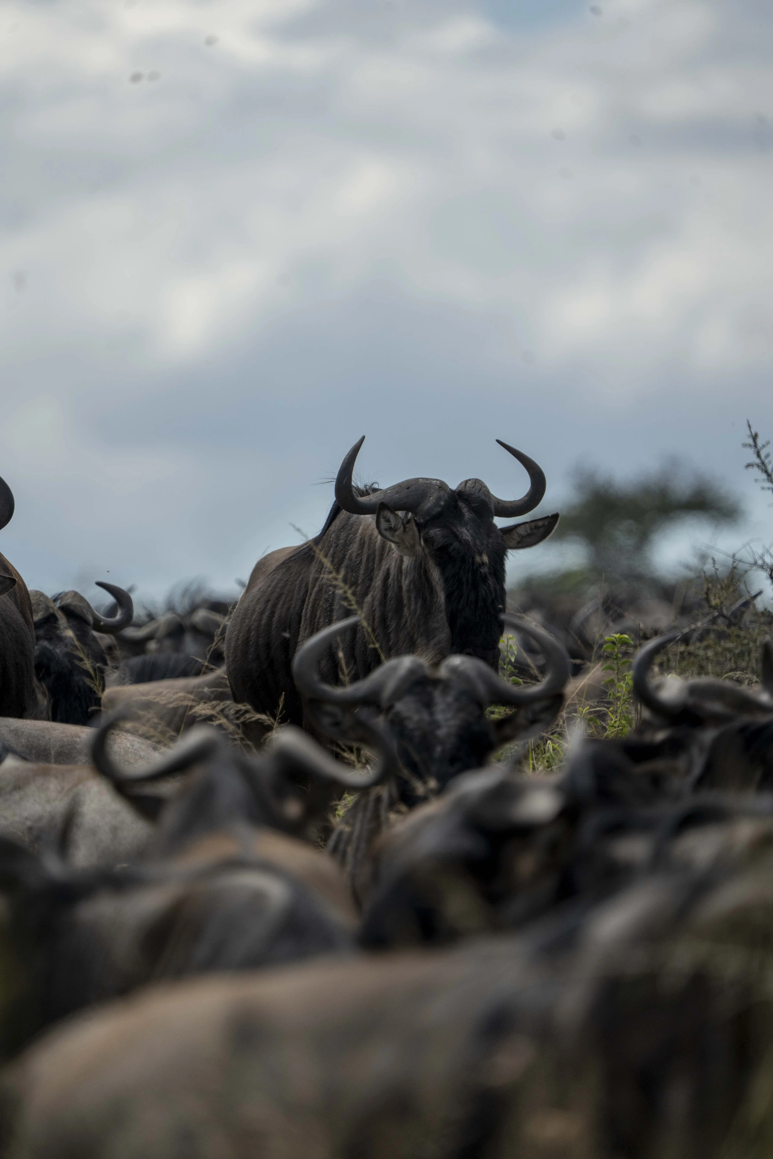 Eine afrikanische Safari-Reise
