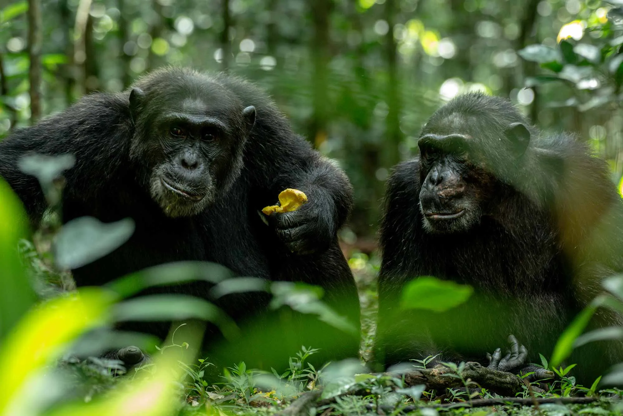 Uganda Reise&uuml;bersicht