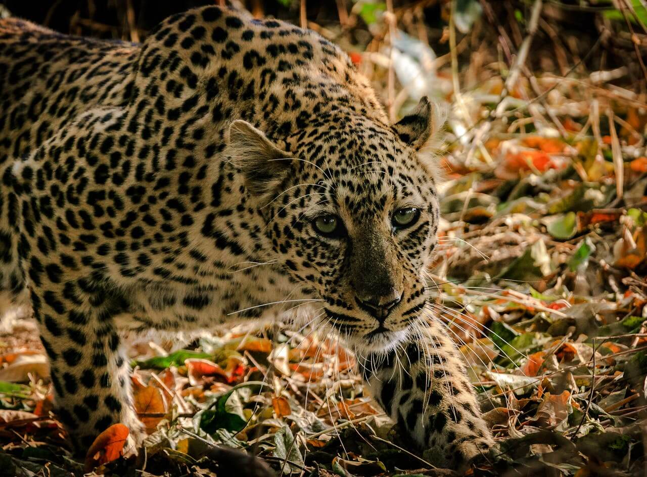 Leopard on Big 5 Safari