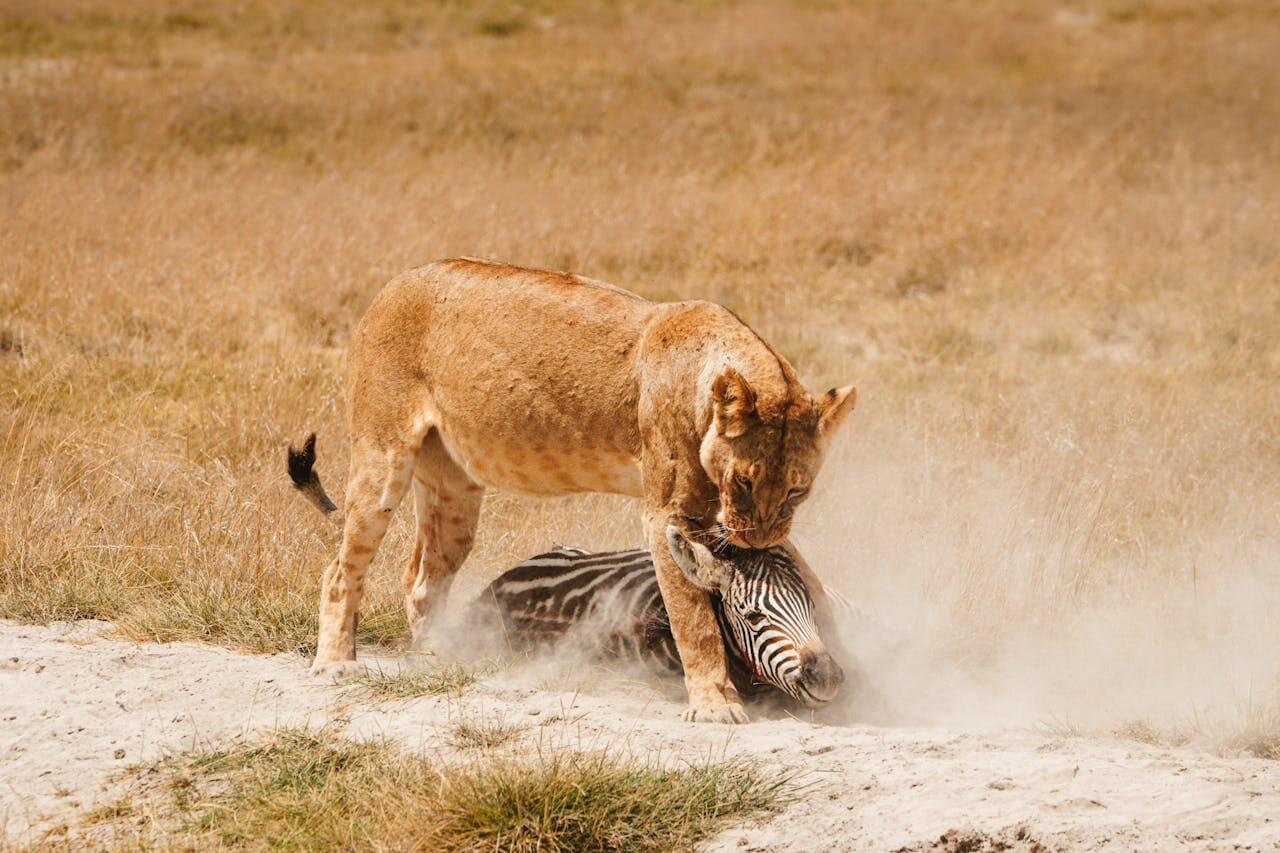 Lions in Maasai Mara