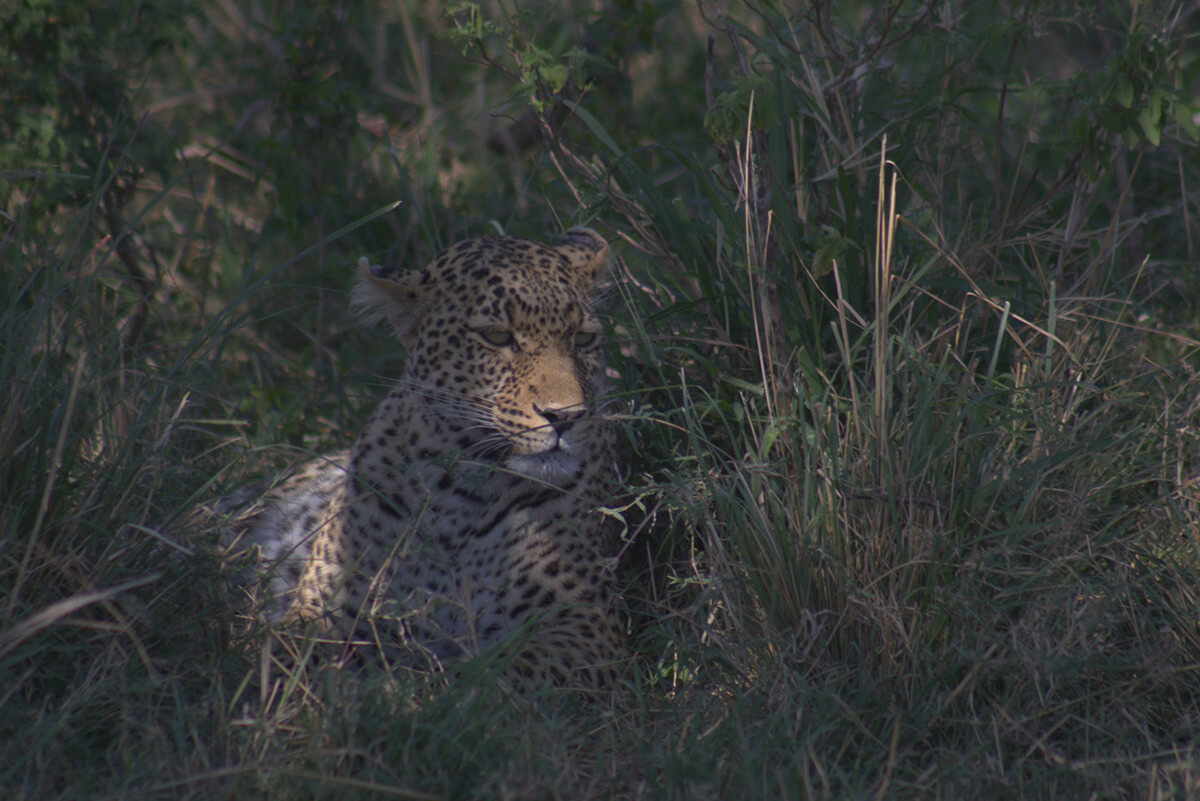 Leopard in grass