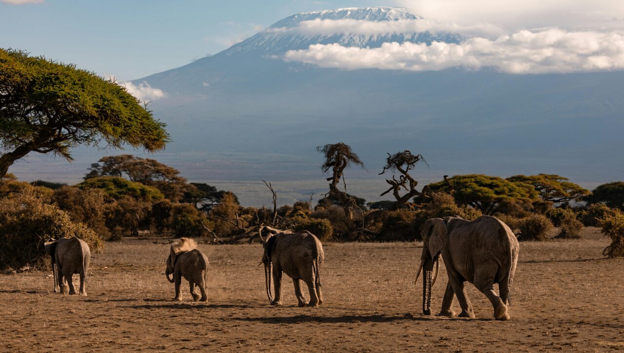 Elephants in Amboseli