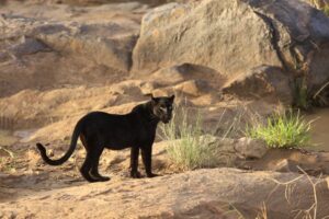 5 Days Ultimate Laikipia Wilderness Safari – Black Leopards, Wild Dogs & Luxury