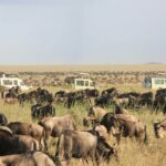 Wildebeests spotted on 4 Days Tanzania Safari