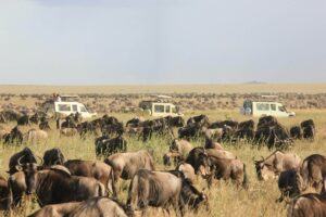 4 Days Tanzania Safari - Explore Serengeti, Ngorongoro & Tarangire