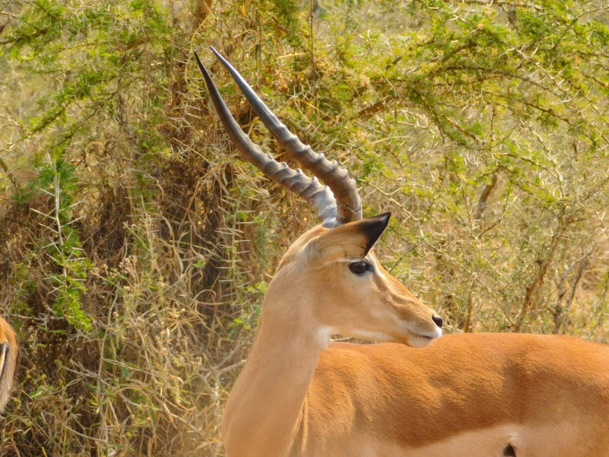 Impala