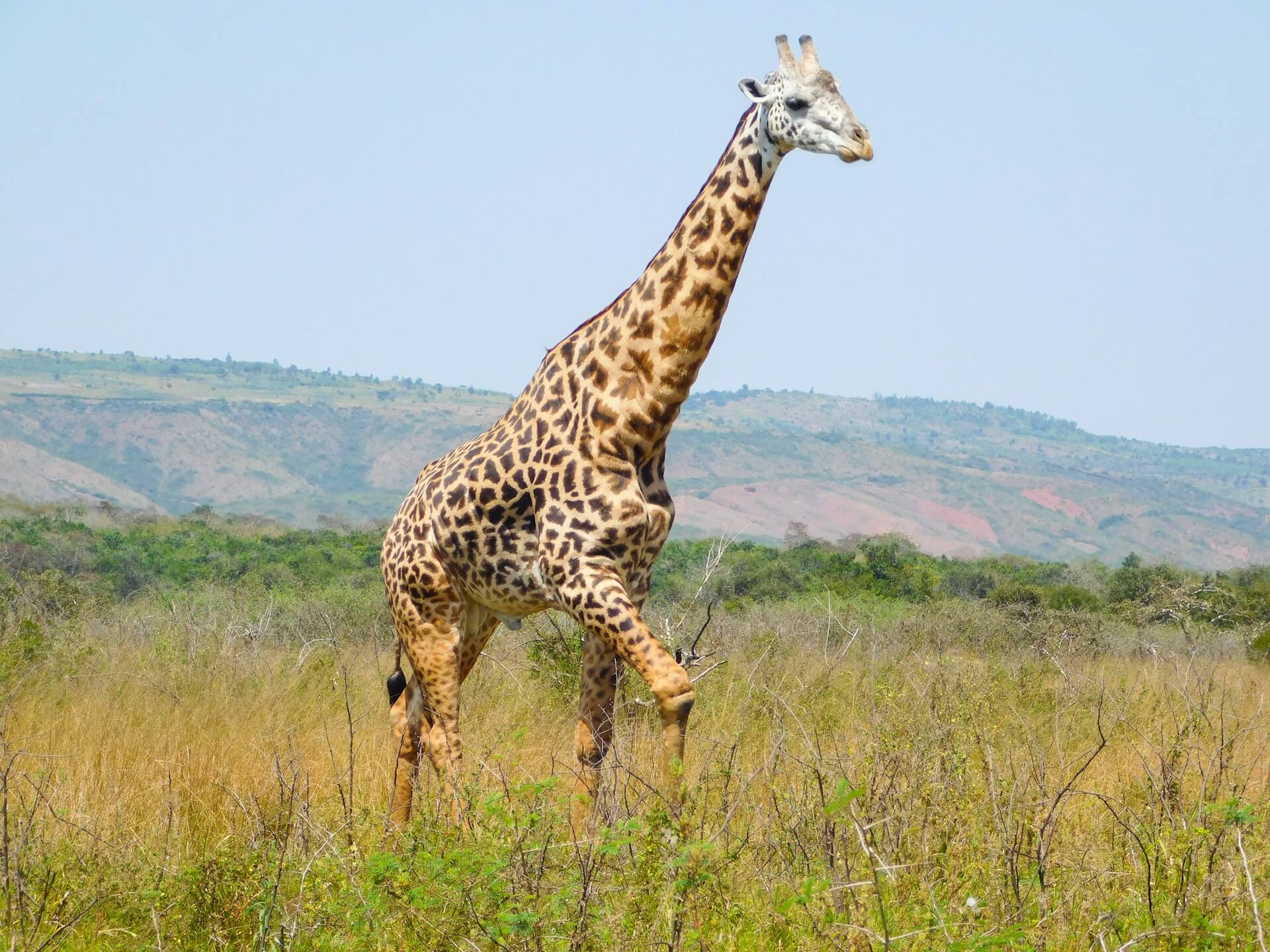 Giraffe