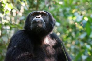 Rwanda Primate Safari – 6 Days of Chimpanzees, Gorillas & Game Viewing