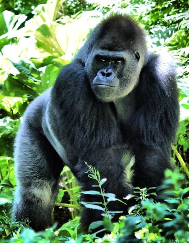White Backed Gorilla