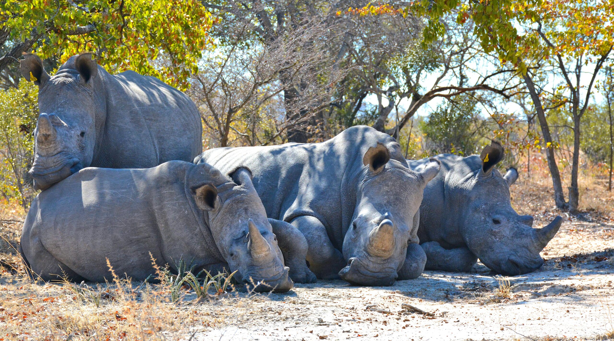 Southern White Rhino Family seeking shade on a hot day